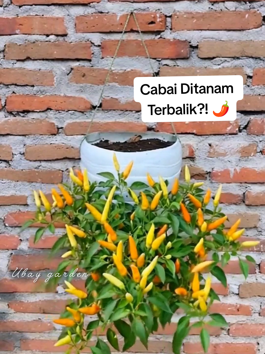Cara tanam cabai terbalik agar berbuah lebat 😊😊🌱 #plantlovers #garden #berkebun #tanaman #HomeGardening 