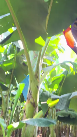 Plantilla de plátano paredes ya bellotiando 🙏🙏