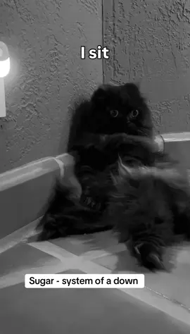 We have all had a breakdown like this angry like kitty cat. Sugar - system of a down 🖤🤷‍♂️ #elderemo #emo #alttok #systemofadown #cat emo cat makes angry faces 
