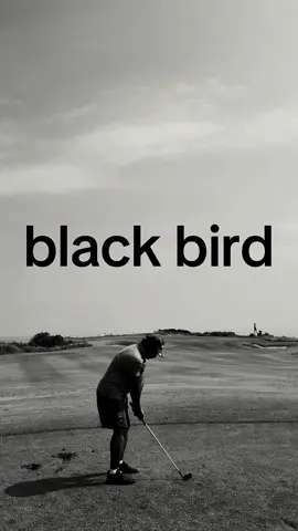 the bird is chirpin at cliff-hanger hole in new kuta