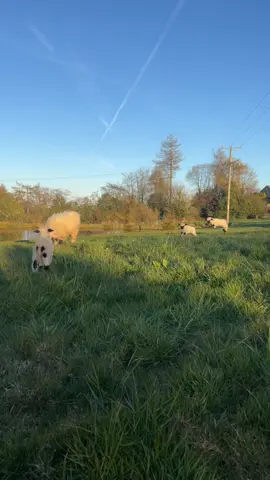 This years zoomies coming soon 🐏🖤 #valais #valaisblacknose #lambs #fyp #cuteness 