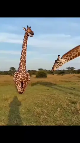 #shitposting #meme #funny #giraffe #fyp 