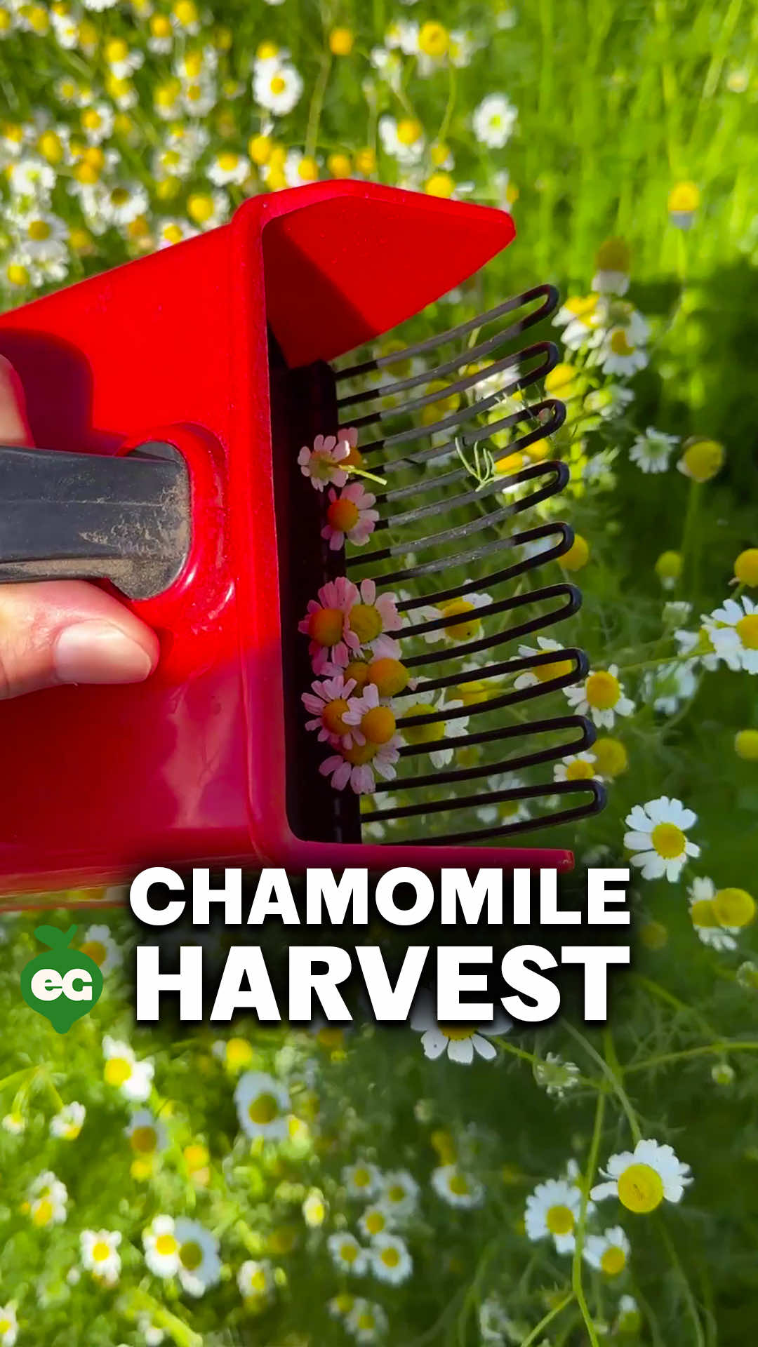 HARVESTING CHAMOMILE - Once it establishes, chamomile comes back on its own by self seeding, making it a low effort addition to the garden. At harvest, I use a chamomile booper to scoop blooms in batches. The flowers have a light, sweet scent similar to green apple and attract pollinators. Dry them for tea and enjoy a plant that gives back season after season.