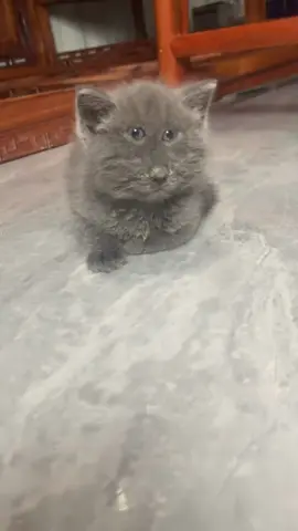 #cutepet #cutecat #uglycst #downsyndrome 