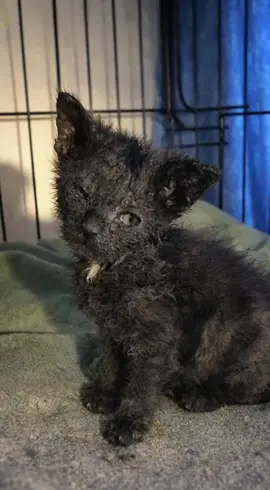 A tiny kitten lay motionless on the street—cold, weak, and alone. His eyes were so severely infected that they remained tightly shut, and every shallow breath seemed like it could be his last. Many thought he was gone, but a single compassionate passerby noticed a faint flicker of movement, a small sign of life.  #StrayKitten #AnimalRescue #Hope #SecondChance