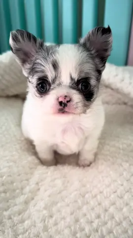 Romy Maus 🩷 #chihuahua #chihuahuawelpe #puppylove #puppiesoftiktok #fyp 