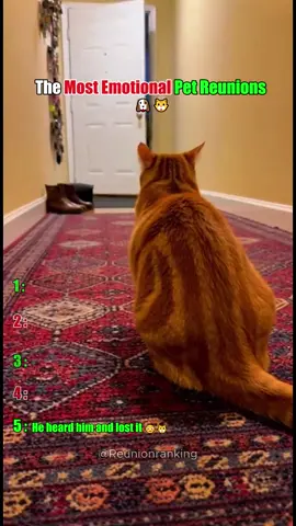 They waited so long for this moment… 🥹🐾 #petreunion #emotional #dogs #cats #foryou 