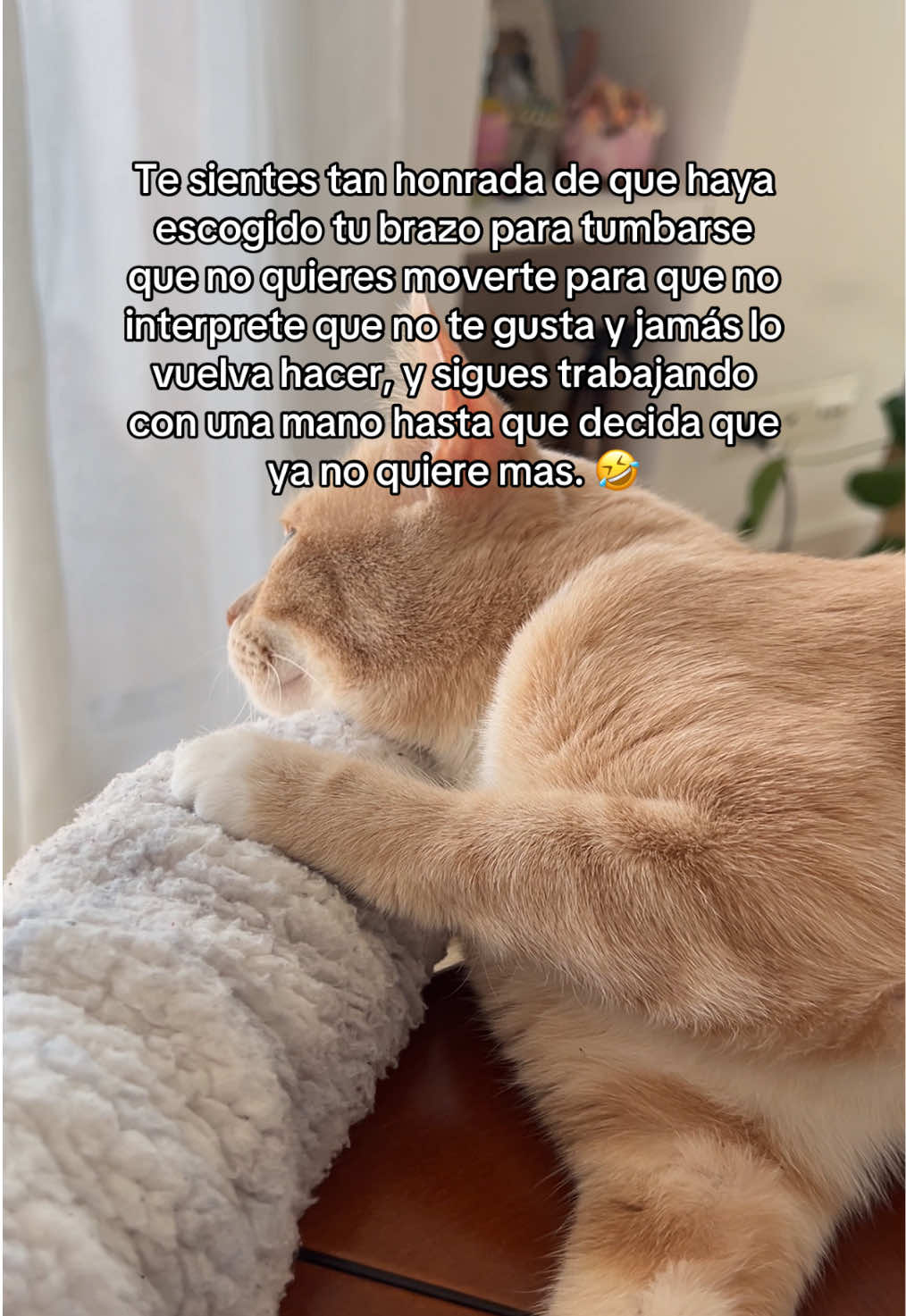 Cuando entra un gato en tu vida, tu te vuelves secundario🤣la prioridad es él😸🤣🤣🤣🤦🏻‍♀️ #catlife #catlifestyle #gato #vidacongatos 