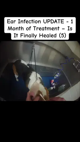 Ear Infection UPDATE - 1 Month of Treatment – Is It Finally Healed (5)