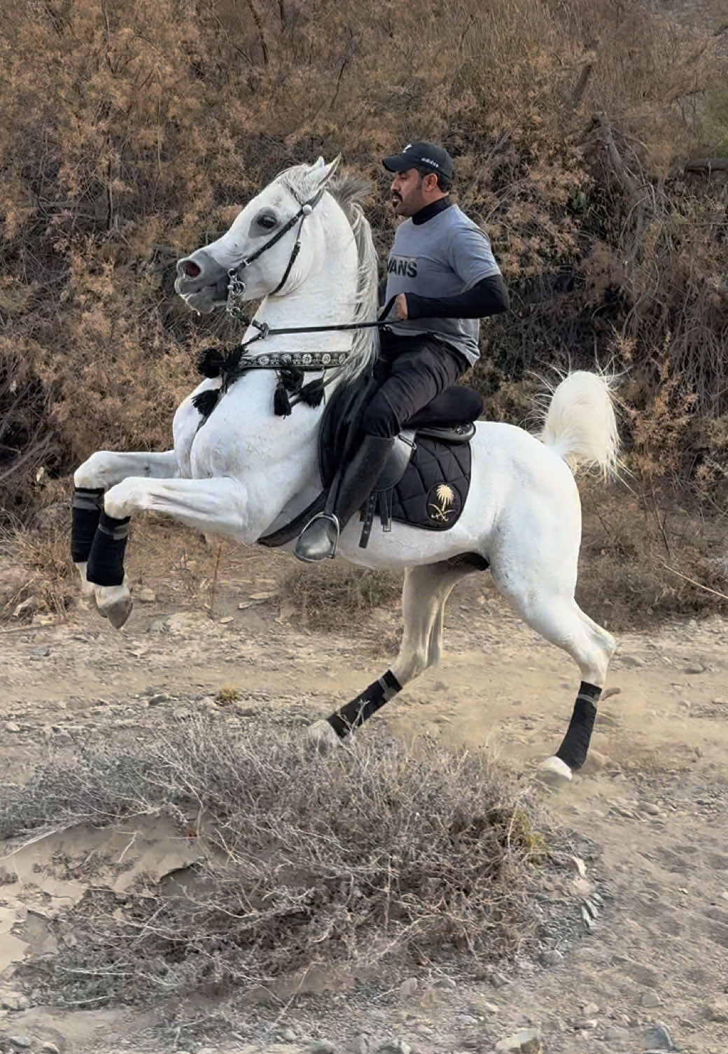 #جسار_الكواسر #خيل_وخياله🐎 #شعب_الصيني_ماله_حل😂😂 #وادعه_همدان #اكسبلور 