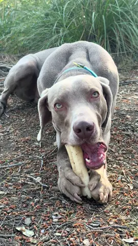 Loki masticando un hueso 🦴 🍖 , ASMR #bracodeweimar #dog #parati #asmrsounds #hueso 