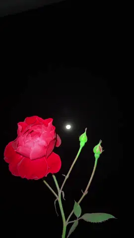 اچھی یاداشت بھی کسی بیماری سے کم نہیں🖤🥀#foryou #viralvideo #aikarielbees #naturevibes #tiktokpakistan 