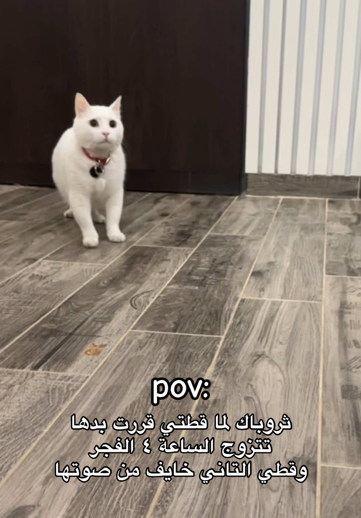 تابعونا😹🫶🏻 #catsoftiktok #trending #explore #following #قطط 