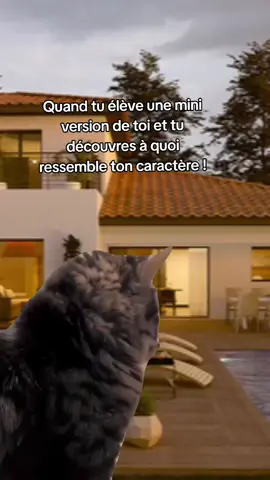 #Meme #MemeCut #CapCut #oupsss #caracteredecochon 