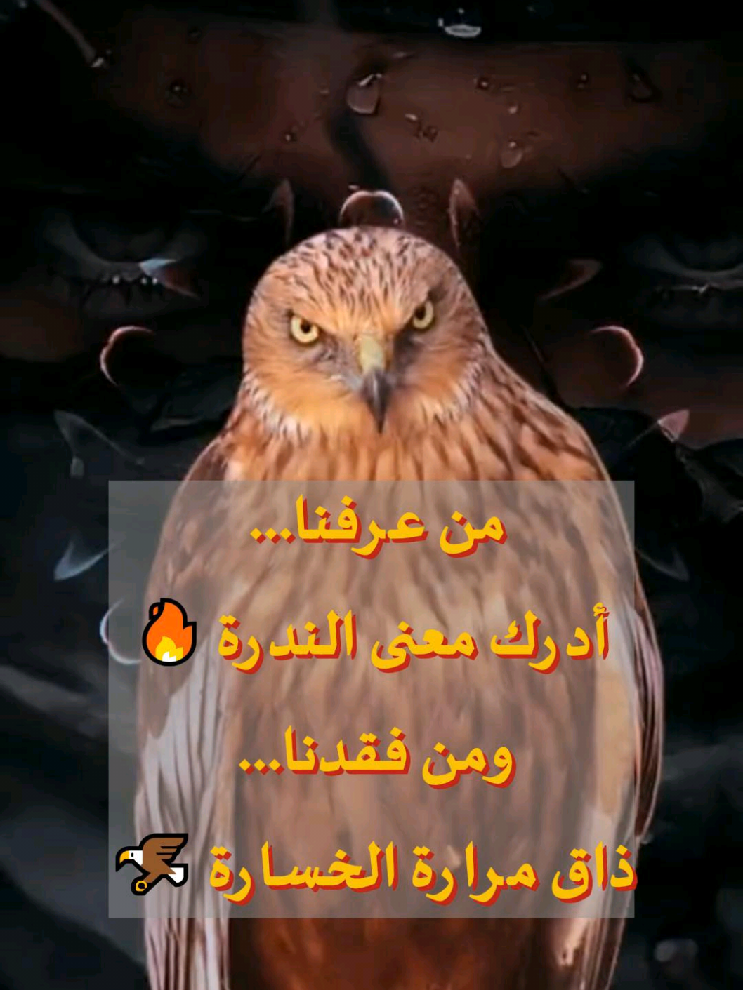 من عرفنا... أدرك معنى الندرة 🔥 ومن فقدنا... ذاق الخسارة 🦅 #تطوير_الذات  #قوة #تحفيز  #fyp #viraltiktok 