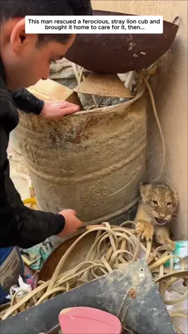 Baby cute lion 🦁 #lion #babylion #kindness #hopecore 