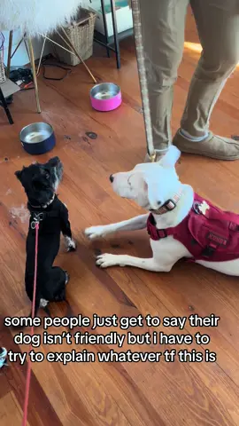 he was a foster and we did so much acclimation before they met like this before yall say anything…. they lived together fine for almost a month after this video was taken #rescuedog #weirdpets #dogsoftiktok #funnydog #shelterdog 