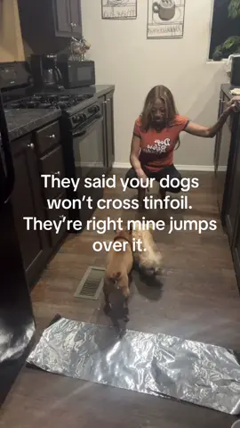 Dog vs tinfoil
