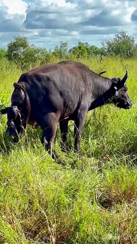 In the quiet of the savanna, she stands alone for a moment…The herd watches, alert, protective,With strength and instinct, she brings new life into a world that never slows down,A fragile calf takes its first breath and the journey begins   #baffalo #newbabyburn #wildlifeanimals #viralvideo #1mviews1followers 
