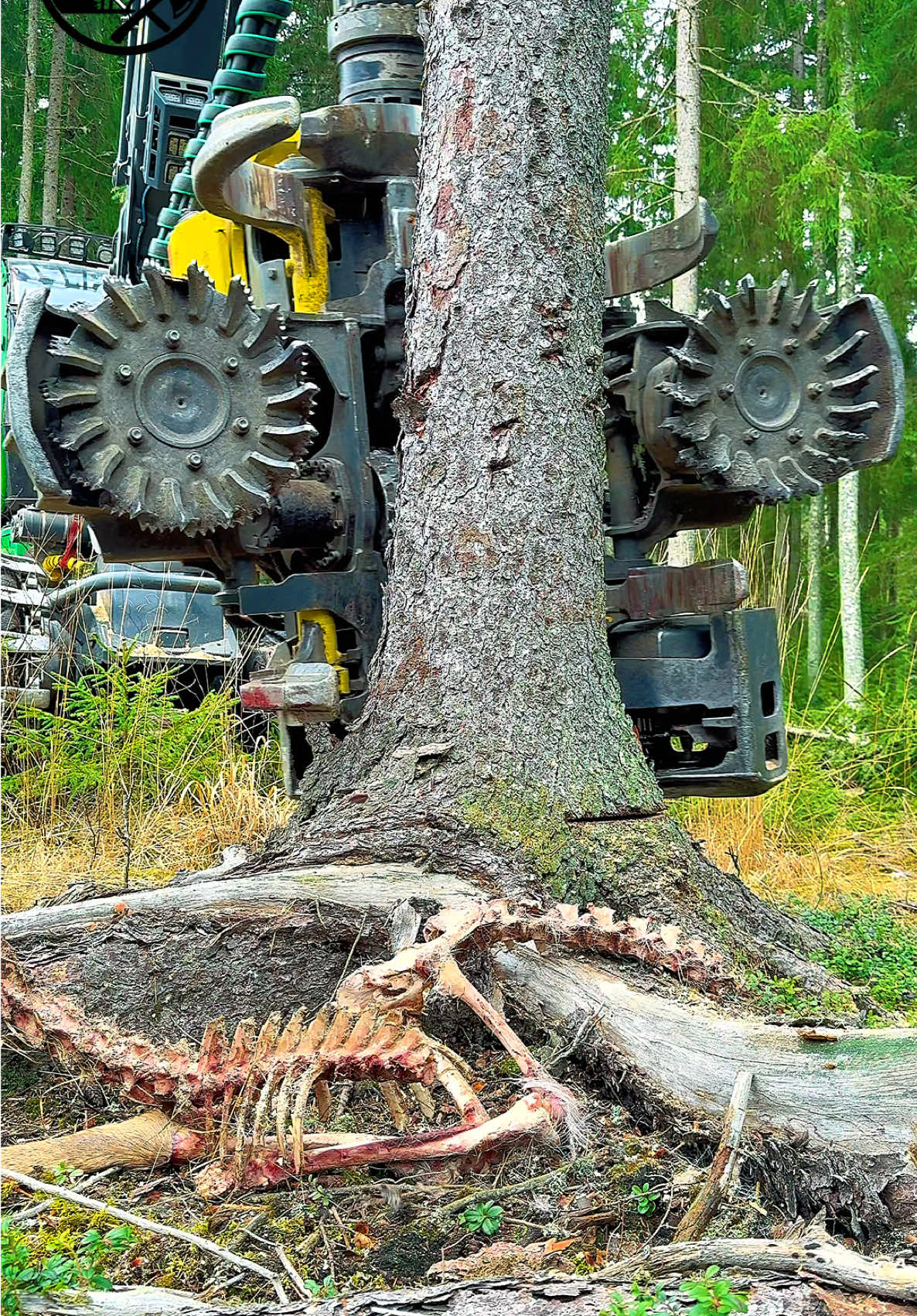 Nature is bad to the bone. A giant spruce and the cycle of nature 🌲 John Deere 1270G #forestry   #logging   #forest   #nature   #treefelling   Fyp