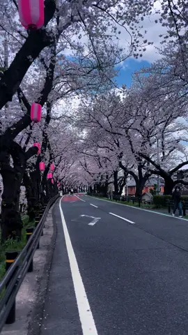 Cherry blossoms, quiet streets, and a slow walk through Hon Atsugi 🌸 Just one of those simple Japan moments that feels unreal #SakuraSeason #CherryBlossomJapan #HonAtsugi #Atsugi #JapanLife          