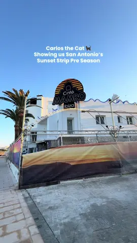Have you met Carlos the cat on your trips to Cafe Mambos or Cafe Del Mar? 🐈‍⬛🌅 #ibiza #ibiza2026 #sunset #ibizatips #cat 