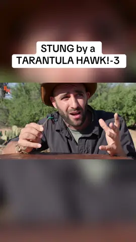 STUNG by a TARANTULA HAWK!-3