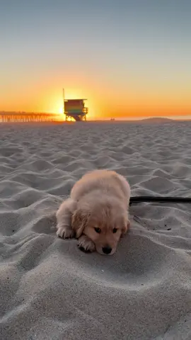 Beach potato from the very beginning 🥹💛 #puppy #goldenretrieverpuppy #puppies #goldenretrieverlife #puppylife 