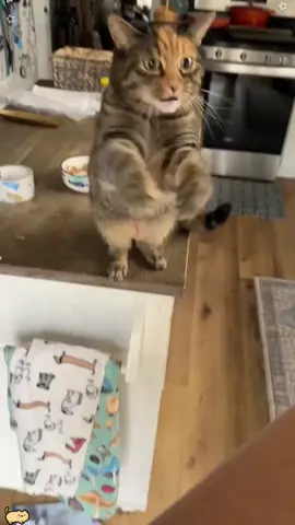 so cute🤗🤭😊 #catsoftiktok #PetsOfTikTok #funnycat #kitty #catcore 