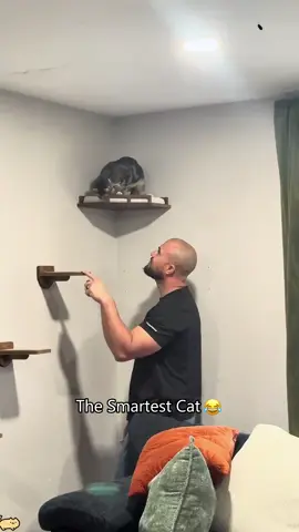 so smart kitty 🐈🐈🐈#catcore #kitty #funnycat #PetsOfTikTok #catsoftiktok 