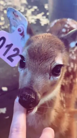happy spring everyone #deer #fyp 