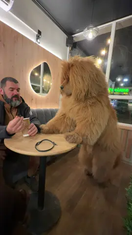 #тибетскиймастиф #мастиф #mastiff #tibetanmastiff #тибетськиймастиф 