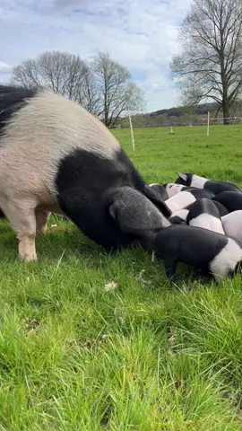 What’s a Butterbox Easter Bunny Trail without a few piglets on it… 😉🐷