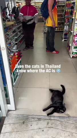Even the cats in Thailand know where the AC is 😂❄️ If you’ve ever been to Thailand you will completely understand this cat’s life choices. Genuinely one of the best travel hacks nobody tells you — when the heat becomes unbearable just walk into any 7/11, grab an iced coffee or any cold drink and stand near the fridge section for five minutes. You will feel human again 😂 Thailand’s 7/11s are an experience in themselves — open 24 hours, on every corner and fully air conditioned. This cat has clearly been here longer than us and knows exactly what’s going on 🐱  #ThailandTravel #BackpackingThailand #TravelHumour #SoutheastAsia #funnycat