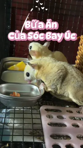Bữa ăn của các bé nhà mình ✨#socbayuc #pet #fyp