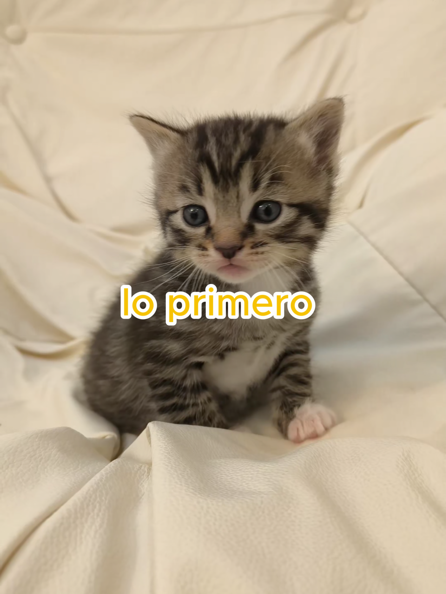 Cuánto cuesta tener un gatito? 😻 #catsoftiktok #mascotas #gatos