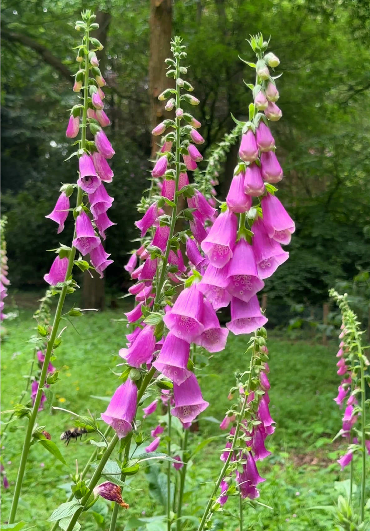 Bees and Foxgloves, how magical 🐝💕 #foxglove #flowers #bees #cottagegarden #nature 