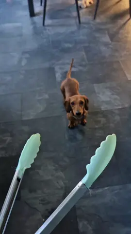 Hotdog! 🌭  #hugothesausage  #hugoboss  #wienerdog  #sausagedog  #disneyplus 