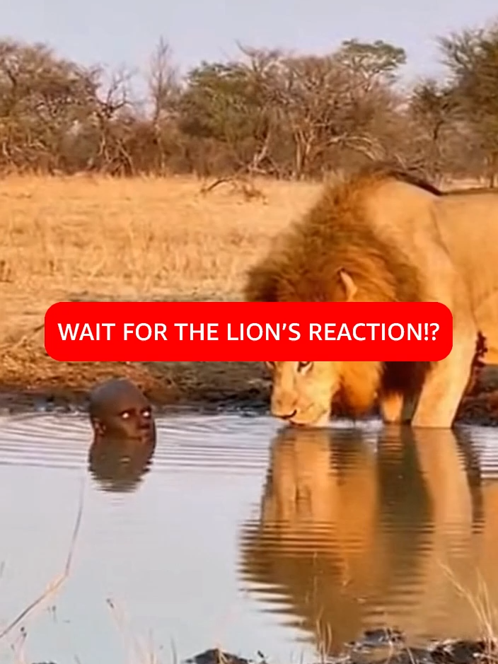 😳 Lion Gets the Shock of Its Life at the Water Hole A lion walks up to a quiet African watering hole for a drink, then suddenly notices a man with only his head above the water. What happens next is the total opposite of what you’d expect, because the lion gets the shock and sprints away. A wild, funny, high-tension wildlife-style short with an unforgettable ending. Perfect for viewers who love lions, Africa, animal encounters, funny wildlife moments, shocking reversals, and crazy short-form video clips. Do not try this. Performed by trained stunt people . #Shorts #Lion #Africa #Wildlife #AnimalEncounter #FunnyShorts #LionReaction #WateringHole #CrazyMoment #Unexpected #ViralShorts #NatureShorts