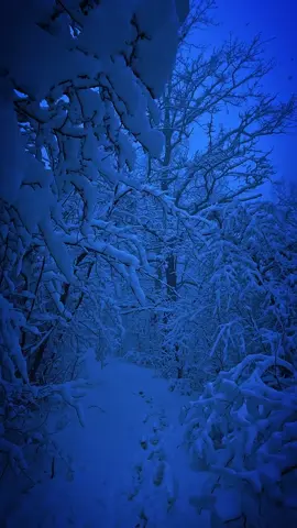 ❄️❄️Pov: bạn đang đi bộ 1 minh trong rừng tuyết vào sáng sớm ☃️