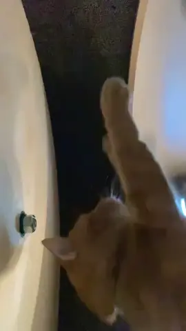 Around the world 🌎🌍🌏 #cats #catslovers #catsvideo #kitty #kittycat 