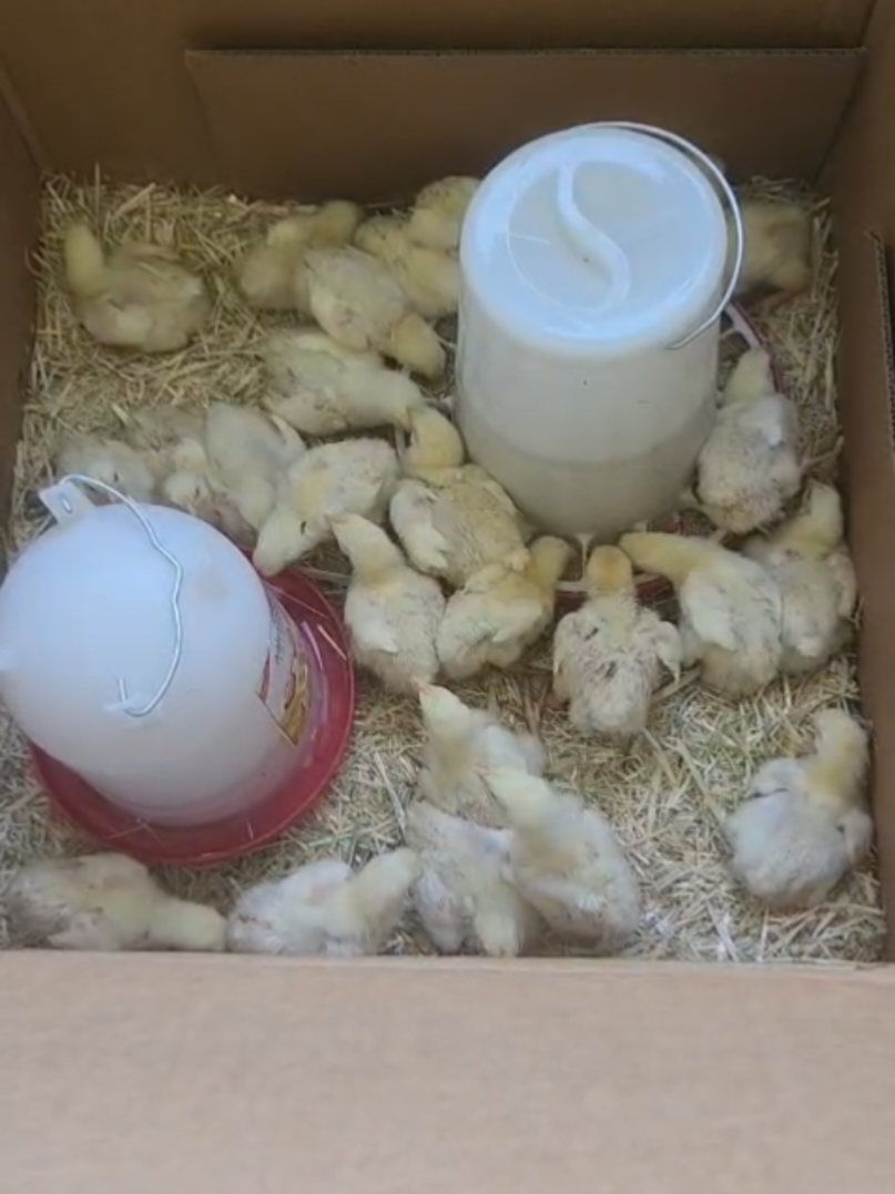 #chick #chicken #cornercross 