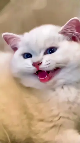 🤣Funny Animals 2026🤣Funny Cats Video🐱 part-131 #funnyanimals #funny #funnycats 