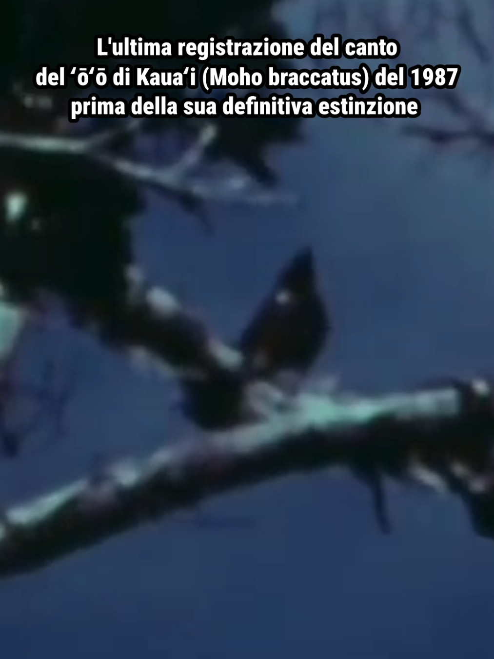 Il video iniziale è tratto dal documentario Racing Extinction 2015 e si tratta dell'ultima registrazione canora che abbiamo del Moho braccatus (Kauaʻi ʻōʻō), uccello endemico delle Hawaii, dichiarato estinto effettivamente nel 2023. L'estinzione era già stata dichiarata 3 volte, l'ultima nel 2000, e dopo intense indagini non è stato più trovato, motivo per cui è stato ufficialmente inserito nella lista delle specie estinte. Il Moho braccatus si è estinto a causa di un insieme di fattori: distruzione dell’habitat, malattie introdotte (come la malaria aviaria) e predatori invasivi. A questi si sono aggiunti eventi estremi come gli uragani, che hanno portato al collasso delle ultime piccole popolazioni. (Nel video ho riportato come canto quello registrato da Robert Davis) In natura esiste un tasso di estinzione di fondo, stimato intorno a 0,1–1 estinzioni per milione di specie all’anno (E/MSY). Oggi però le attività umane hanno aumentato questo ritmo fino a 100–1000 volte, con stime IPBES che indicano fino a 1 milione di specie a rischio estinzione nei prossimi decenni. #scienza #natura #amantidellanatura #uccelli #animali 