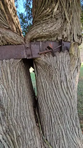 #fry #arboles #tree 