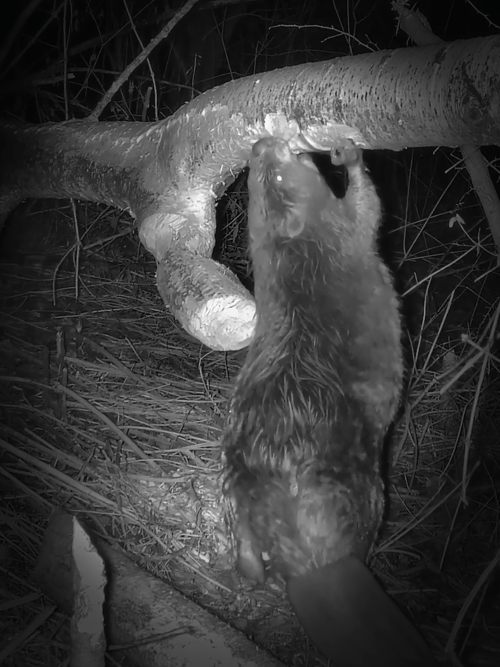 Beaver chewing wood 🦫 (ASMR) #nature #tree #asmr #pourtoi #fyp 