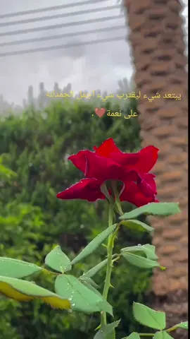 #ستوريات #الطبيعه_اجمل_شي_للراحه_النفسيه 