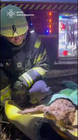 Кожне життя важливе: у Харкові рятувальники врятували двох собак 🐾 Під час ліквідації пожежі в приватному будинку Новобаварського району вогнеборці винесли з палаючого будинку двох чотирилапих — Біма та Боцмана. Завдяки оперативним і злагодженим діям рятувальників тварини залишилися живими. Надалі собак передали працівникам Департаменту надзвичайних ситуацій Харківської міської ради, які швидко доправили їх до Центру поводження з тваринами. Наразі Бім і Боцман отримують всю необхідну медичну допомогу та перебувають під наглядом фахівців. Щодня надзвичайники Харкова рятують тих, хто не може попросити про допомогу сам. 🚒❤️ 
