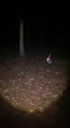 These little guys are hiding out in the trees.      #foundfootage #gnomes 