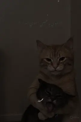 انا ياللي بحبك وحدي انا😂❤️ #الهوا_يحبيبي_الهوا_اسرار #نانسي_عجرم #storytime #CapCut #fyp 